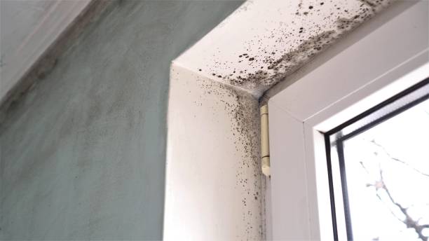 Certified Mold Removal in Lewiston, ID