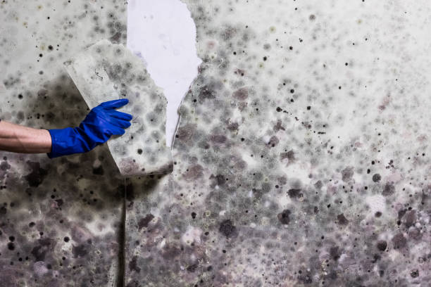 Best Certified Mold Removal  in Lewiston, ID