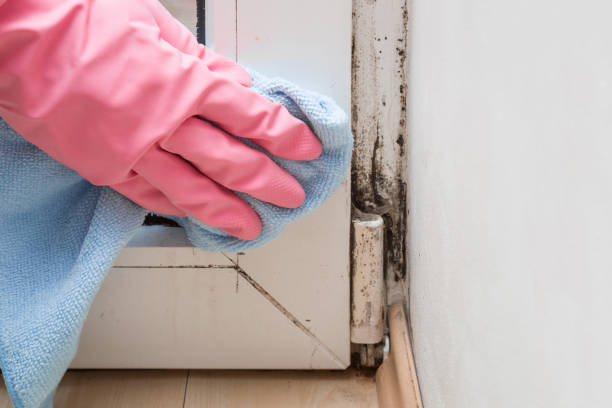 Best Mold Cleaning Services  in Lewiston, ID